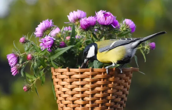 Autumn, birds, nature, tit