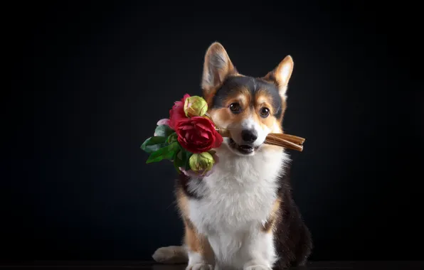 Flowers, bouquet, Dog, puppy