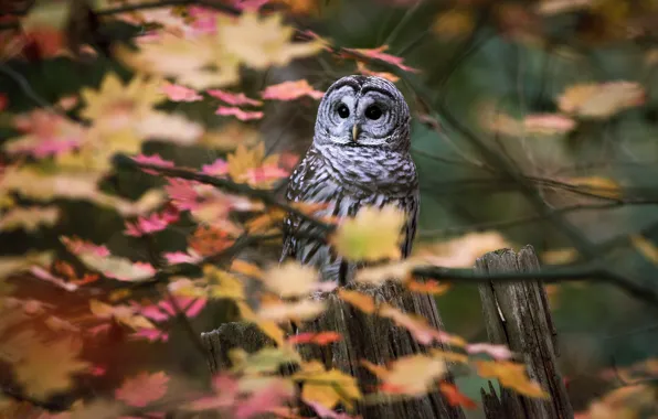 Autumn, branches, owl, bird, foliage, the fence, bokeh, owl
