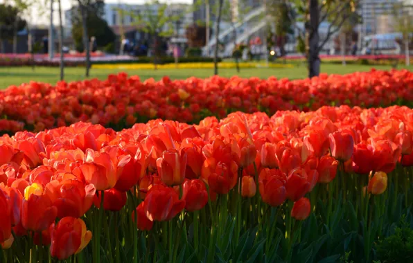 Flowers, Spring, Tulips, Flowering