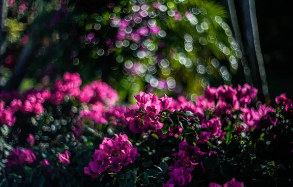 Leaves, light, flowers, branches, Bush, pink, bokeh, bougainvillea