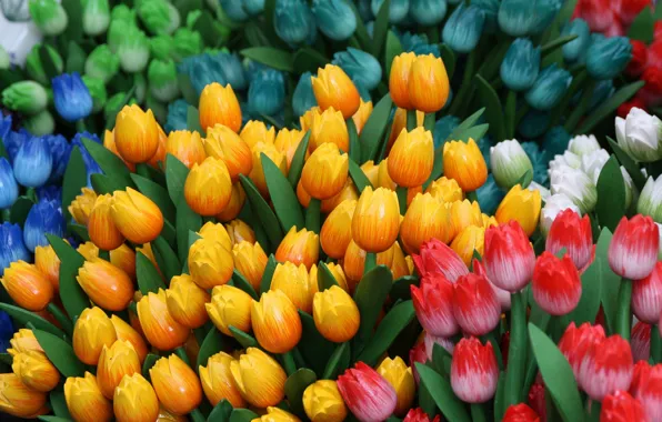 Picture joy, yellow, mood, spring, tulips
