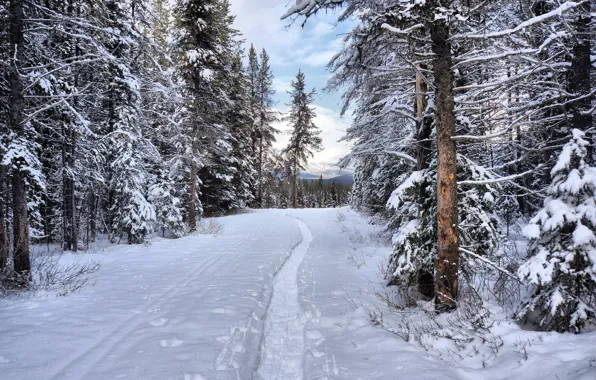 Winter, forest, snow