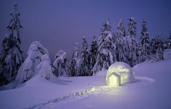 Winter, snow, trees, landscape, tree, forest, landscape, night