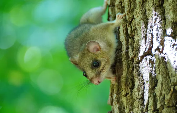 Look, tree, mouse, mouse, muzzle, animal, bark, on the tree