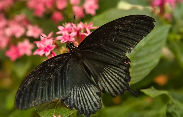 Macro, wings, Butterfly, beautiful, flowers, closeup