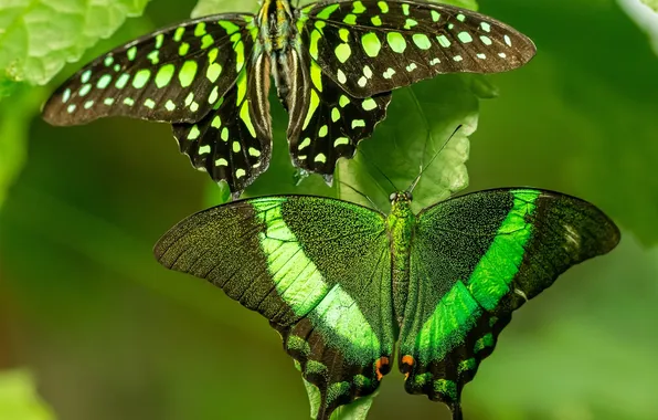 Butterfly, wings, beautiful, green leaf