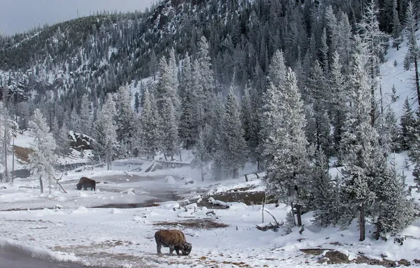 Picture animals, wildlife, Yellowstone National Park, Montana, Bison