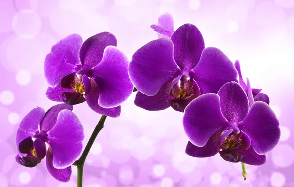 Picture flowers, flowering, lilac, Orchid