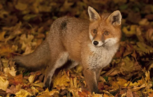 Leaves, animal, Fox, red