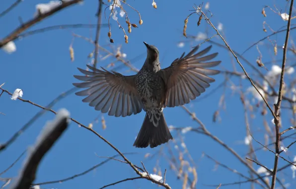 Nature, bird, Hang, Bulbul