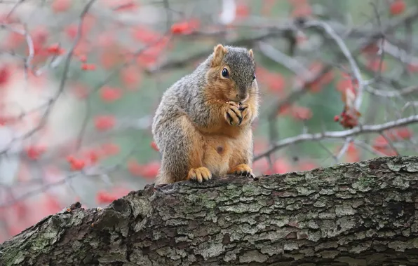 Autumn, branches, pose, berries, protein, fruit, log, bark