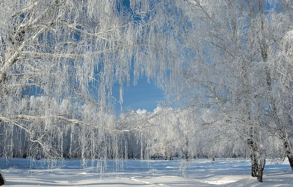 Winter, the sky, snow, trees, nature, beautiful forest