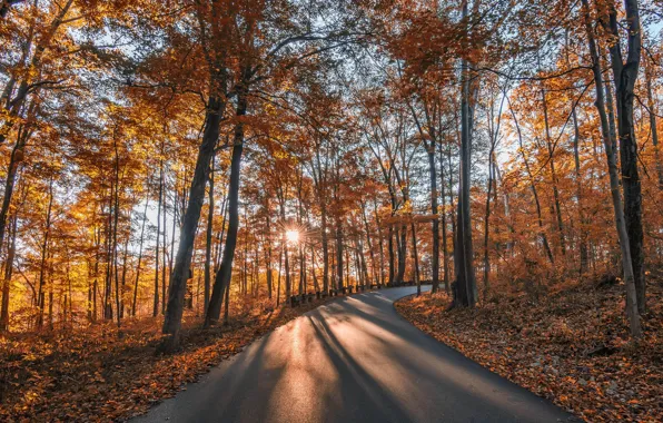 Picture road, autumn, forest