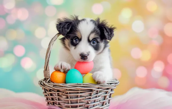 Holiday, eggs, dog, spring, Easter, puppy, basket, bokeh