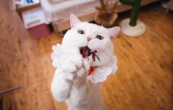 Cat, white, cat, look, pose, background, room, toy
