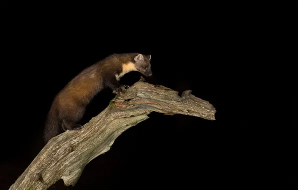 Black background, bitches, marten