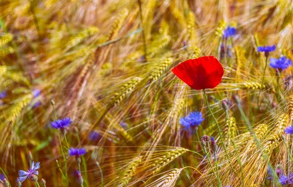 Picture summer, flowers, rye, Maki, spikelets, red, ears, cereals