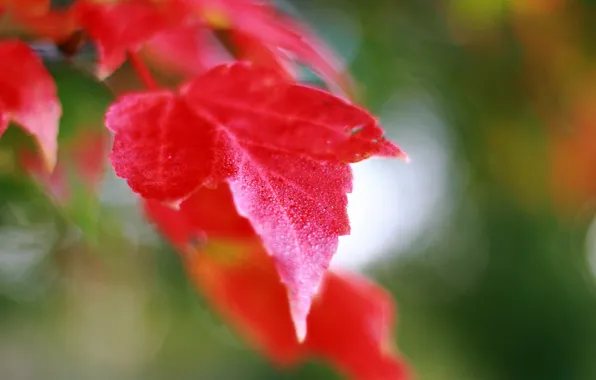 Autumn, leaves, macro, nature