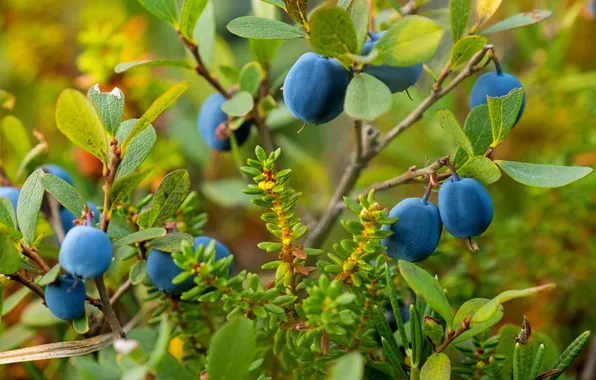 Summer, blueberries, Nadezhda Demkina