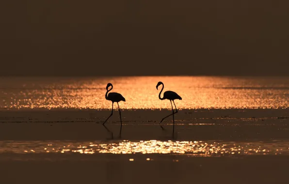 Birds, night, nature, Flamingo
