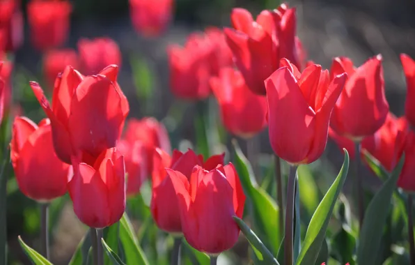 Field, flowers, red, glade, spring, tulips, buds, al