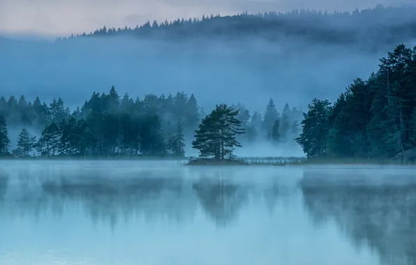 Picture trees, fog, reflection, shore, morning, pond