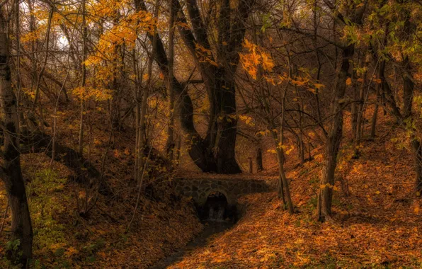 Picture autumn, forest, trees, nature, stream, the bridge, Vladimir Bragilevsky