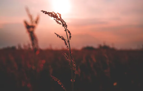 Sunset, The sun, Nature, The evening, Sunrise, Plant, Morning, Dawn