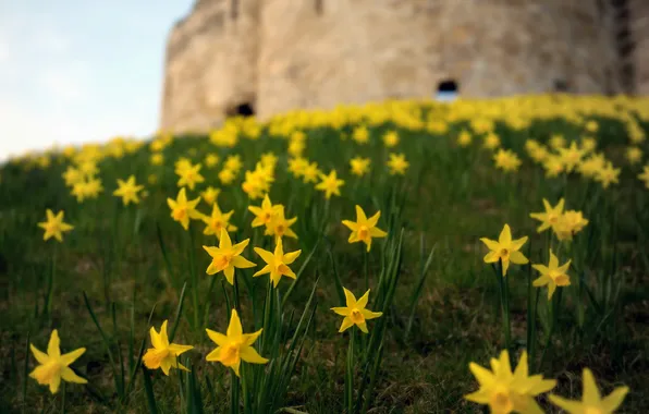 Summer, flowers, nature