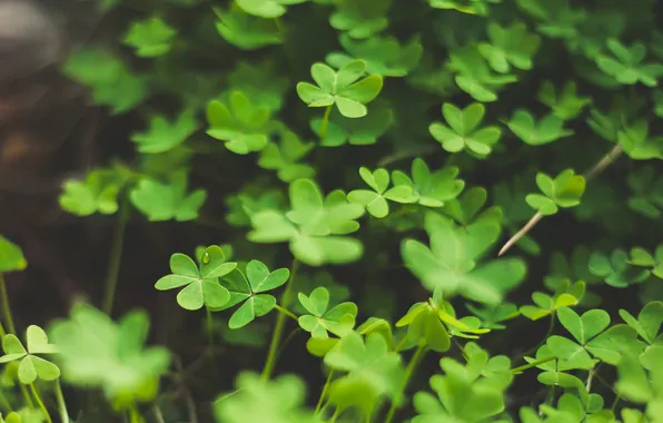 Green, petals, clover