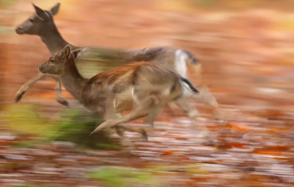 Nature, running, deer
