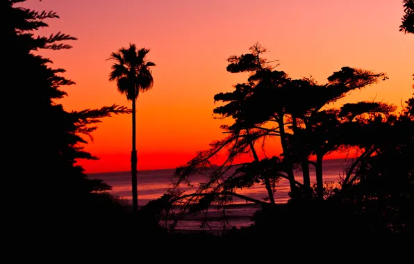 Sea, the sky, trees, sunset, Palma, horizon, silhouette