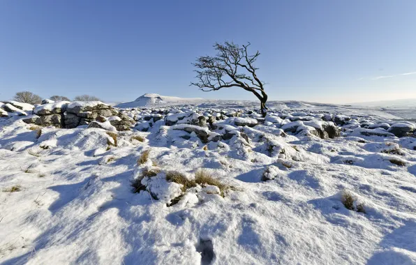 Winter, the sky, snow, tree, England, UK, North Yorkshire, Ingleton