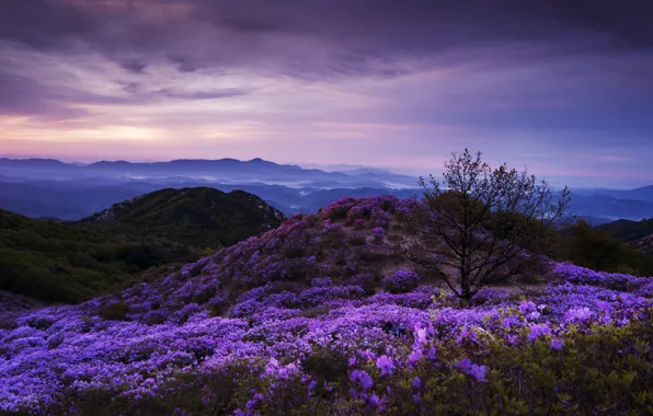 The sky, trees, landscape, mountains, clouds, nature, hills, South Korea
