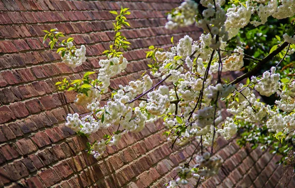 Picture spring, London, England, trees