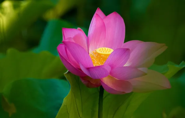 Picture greens, leaves, macro, flowers, background, blur, petals, Lotus