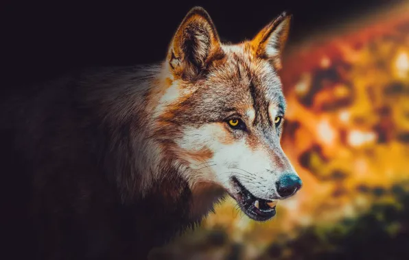 Nature, predator, animal, wolf, wildlife, portrait, portrait., Canis lupus. face