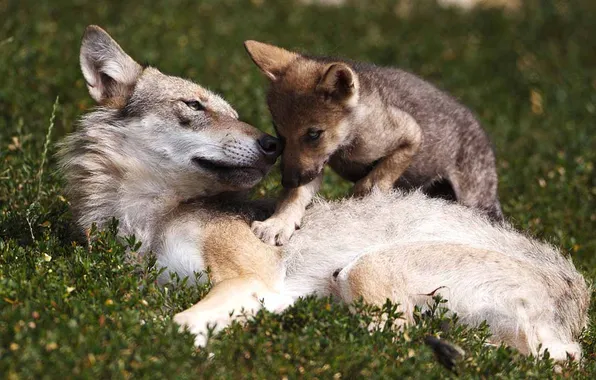 Picture nature, face, animal, wolf, wildlife, head, fur, mammal