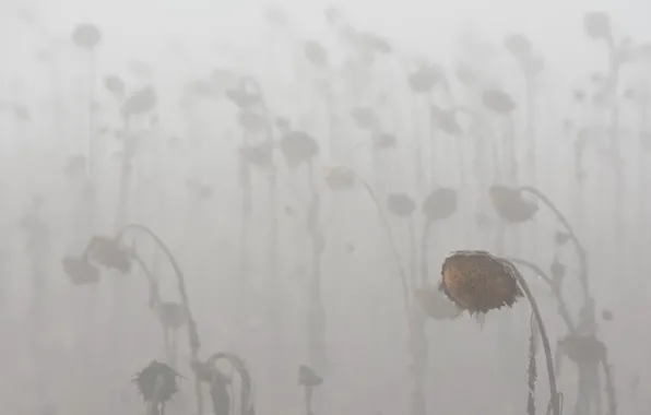 Picture sunflowers, nature, fog