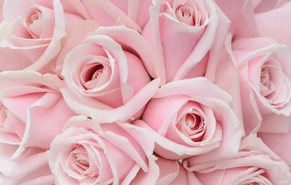 Picture tenderness, roses, bouquet, pink roses