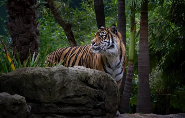 Picture leaves, tiger, the dark background, stones, jungle