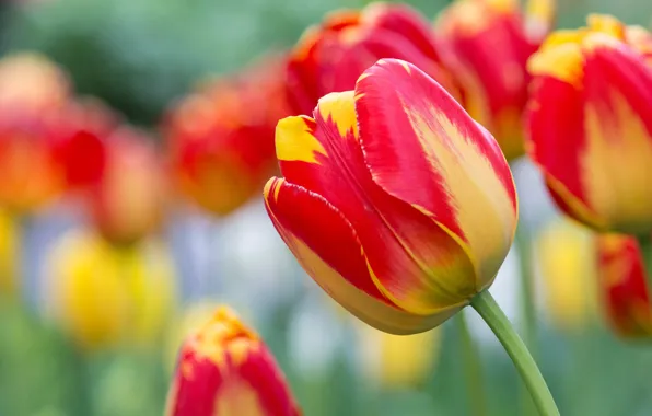 Picture macro, blur, Bud, tulips, yellow-red