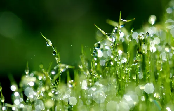 Grass, drops, macro, Rosa, lawn