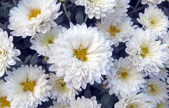 Picture flowers, bouquet, chrysanthemum