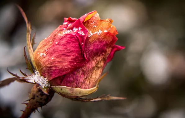 Picture autumn, flower, rose, Bud, crystals