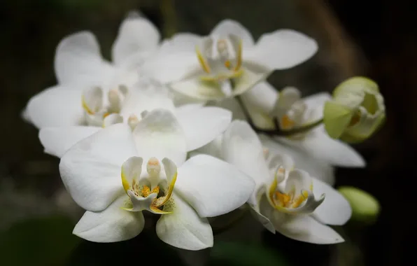 Picture macro, flowers, petals, white, orchids