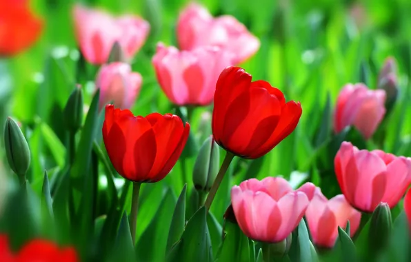 Red, spring, tulips, buds