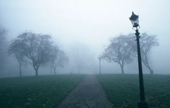 Trees, fog, trail, lantern
