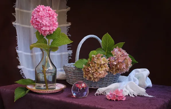 Still life, basket, hydrangea